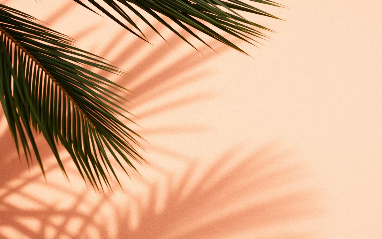 Palm frond shadows on a warm terracotta wall in Valencia
